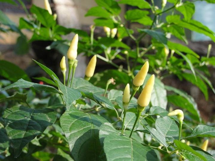 Labuyo Chili Pepper Seeds for Planting – Heirloom Hot Pepper Seeds