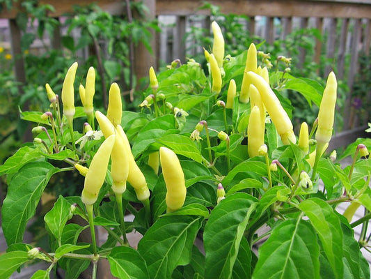 Labuyo Chili Pepper Seeds