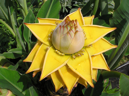 Yellow Lasiocarpa Fruit Seeds for Planting – Rare Tropical Fruit Seeds