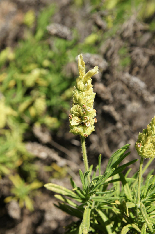 Yellow Lavender Flower Seeds for Planting – Heirloom Non-GMO Garden Seeds