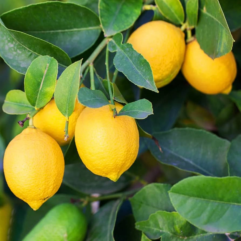 Yellow Lemon Cucumber Seeds for Planting – Heirloom Non-GMO Garden Seeds