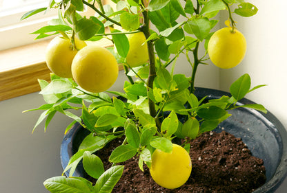 Yellow Lemon Cucumber Seeds