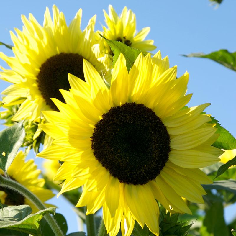 Yellow Lemon flower seeds