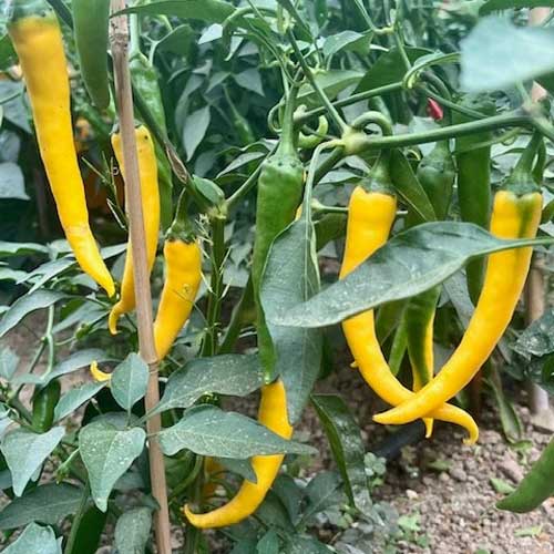 Yellow Pepper Seeds