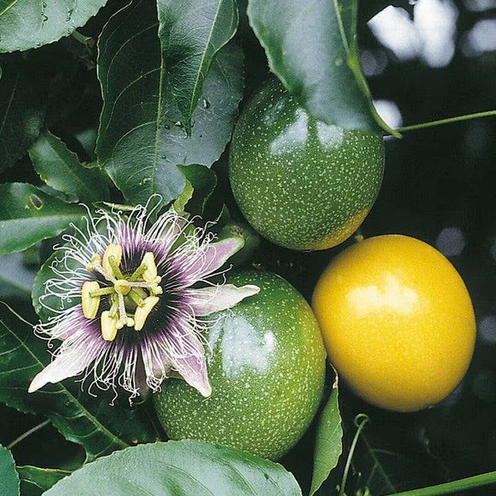 yellow maracuja seeds