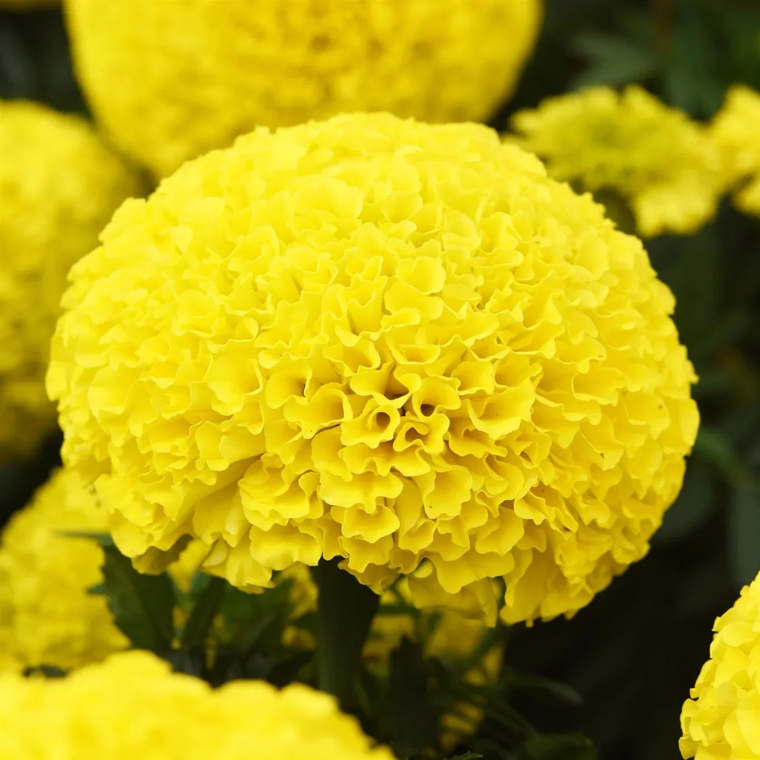 Yellow Marigold flower seeds