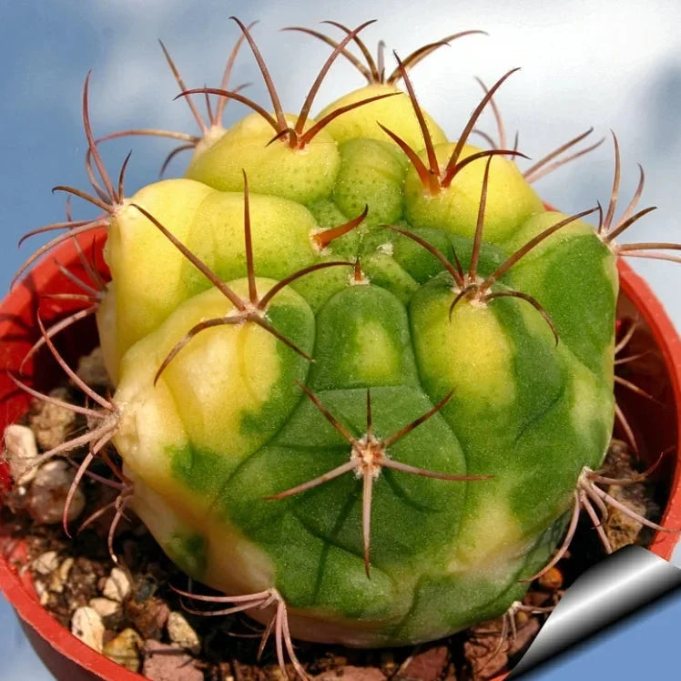 Yellow Marquezii flower seeds