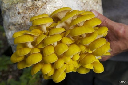 Yellow Mushroom Seeds