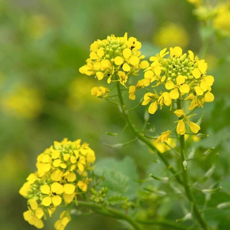 Mustard flower seeds growing into plants with bright yellow blooms in a garden