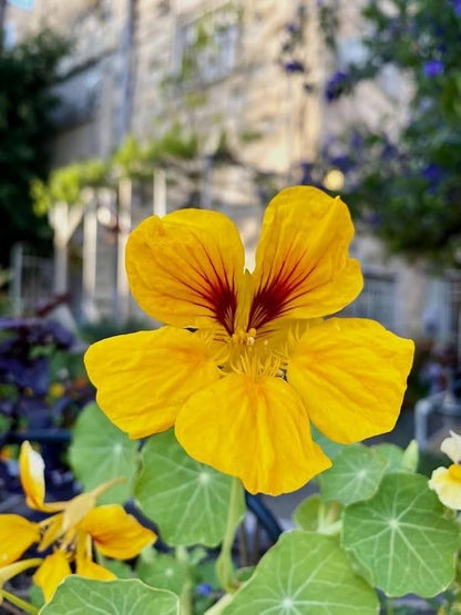  Light Yellow Nasturtium Flower Seeds with cheerful yellow blooms and green rounded foliage