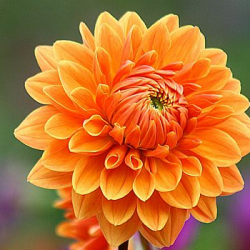 Yellow Orange flower seeds