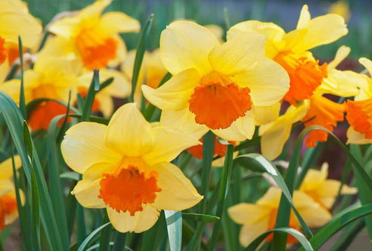 Yellow Orange Narcissus flowers growing in a garden