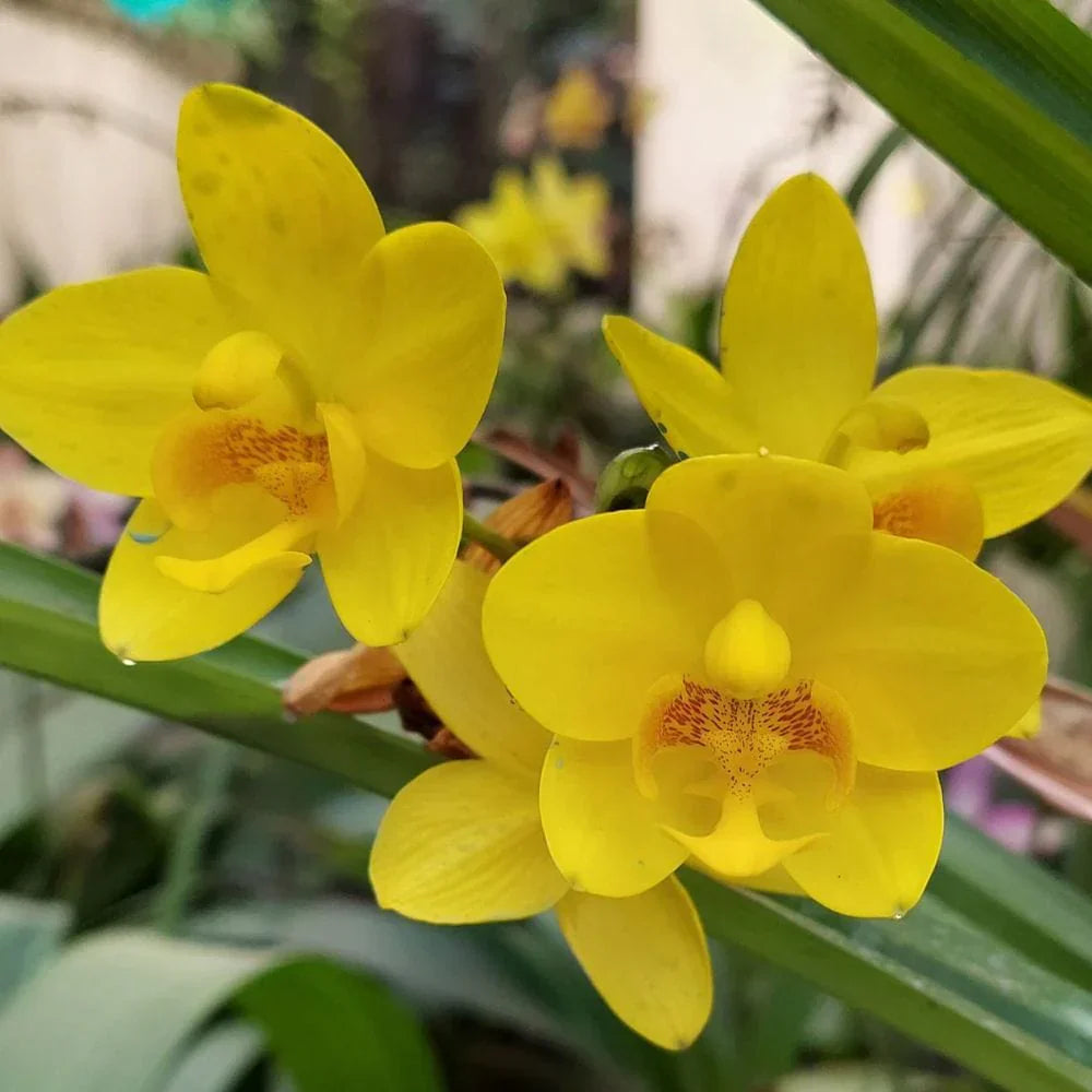 Yellow Orchid flower seeds