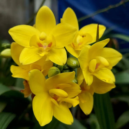 Yellow Orchid flower seeds