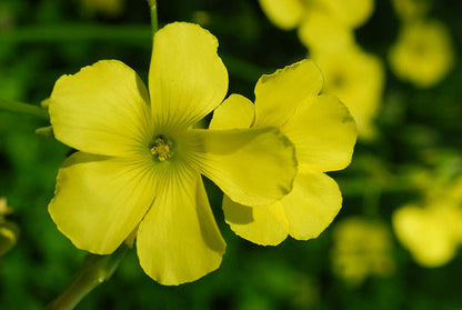 Yellow Oxalis flower seeds