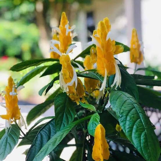 pachystachys-lutea-golden-bracts-contain