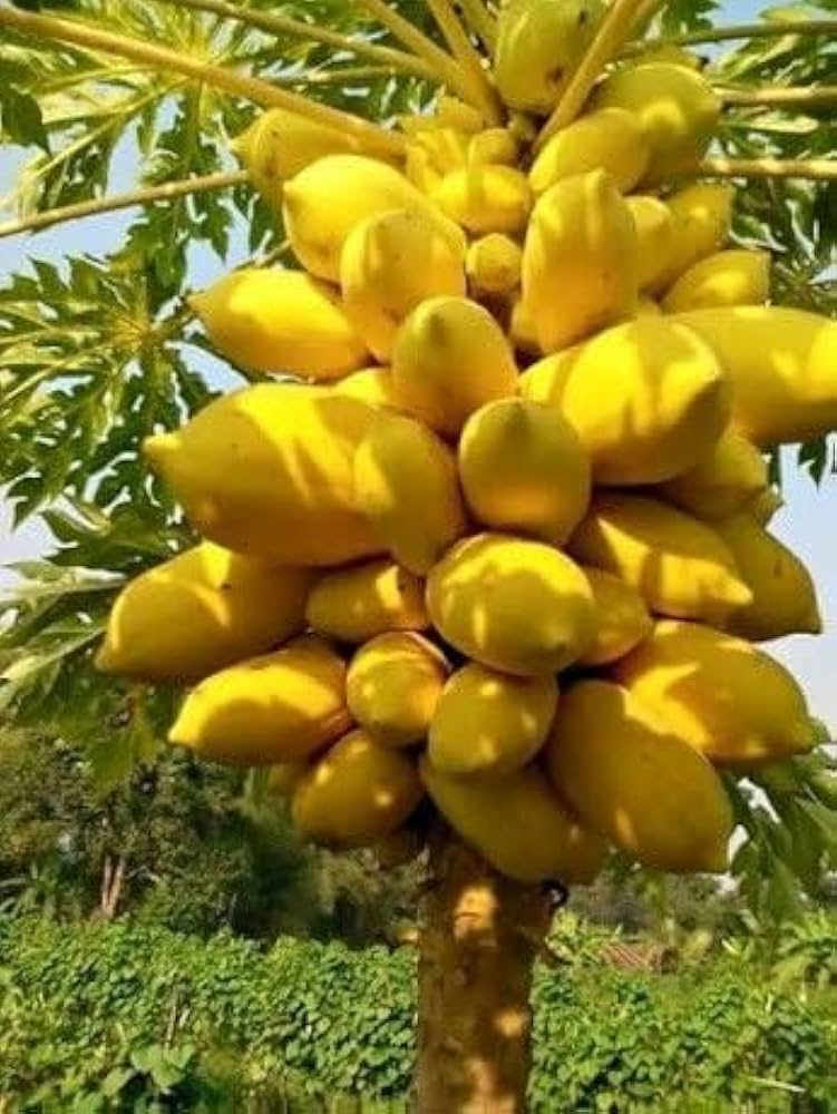 Yellow Papaya Fruit Seeds for Planting – Heirloom Non-GMO Garden Seeds