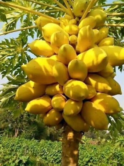 Yellow Papaya Fruit Seeds for Planting – Heirloom Non-GMO Garden Seeds