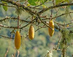 Yellow Passiflora Mollissima Fruit Seeds for Planting – Heirloom Non-GMO Garden Seeds