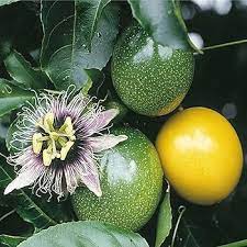 sweet granadilla seeds