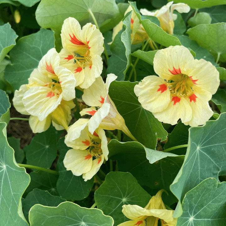 Yellow Peach flower seeds