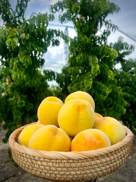 Sweet Yellow Peach Fruit Seeds for Planting and Peach Tree Growing