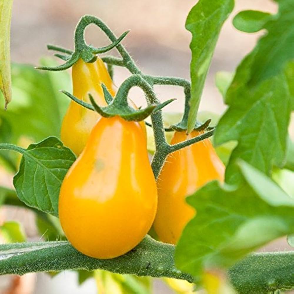 Yellow Pear Tomato Seeds