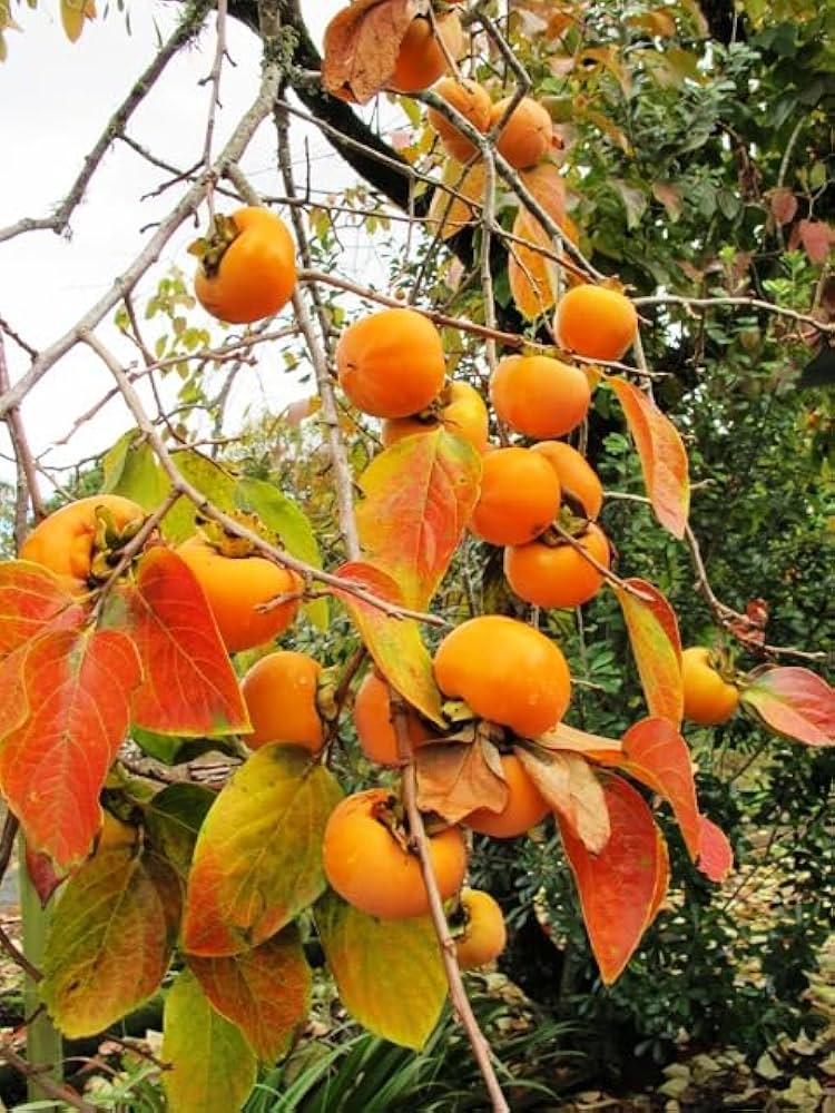 Yellow Persimmon Fruit Seeds for Planting – Heirloom Garden Seeds