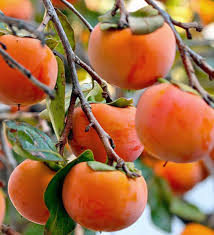 Yellow Persimmon Fruit Seeds for Planting – Heirloom Garden Seeds