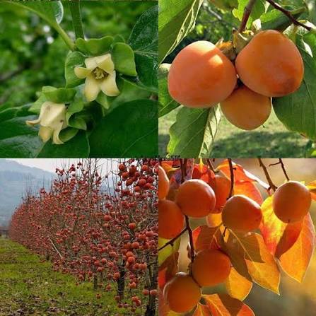 Yellow Persimmon Fruit Seeds for Planting – Heirloom Garden Seeds