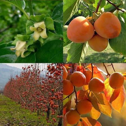 Yellow Persimmon Fruit Seeds for Planting – Heirloom Garden Seeds