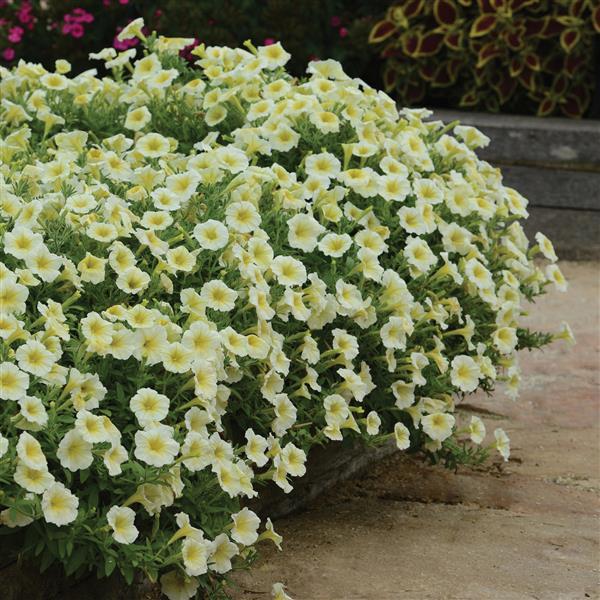 Yellow Petunia flower seeds
