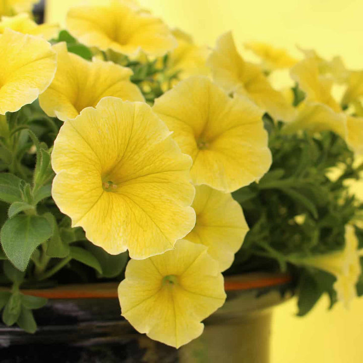 Cheerful Yellow flower seeds