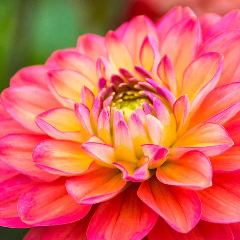 Yellow Pink flower seeds