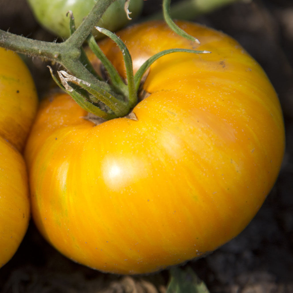 Yellow Pork Chop Tomato Seeds