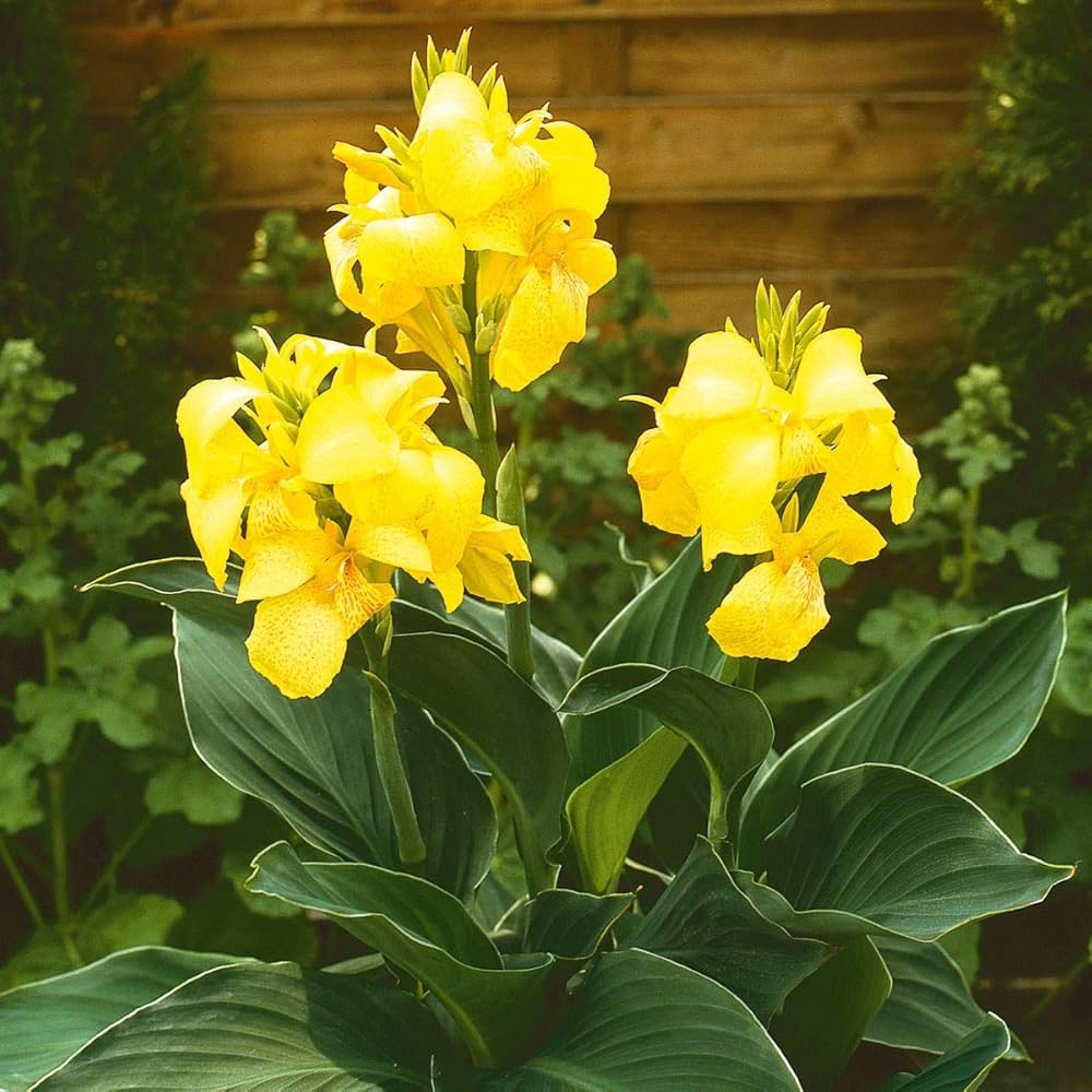 Yellow Pretoria flower seeds