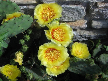 Yellow Prickly Pear Cactus Flower Seeds for Planting – Heirloom Non-GMO Garden Seeds