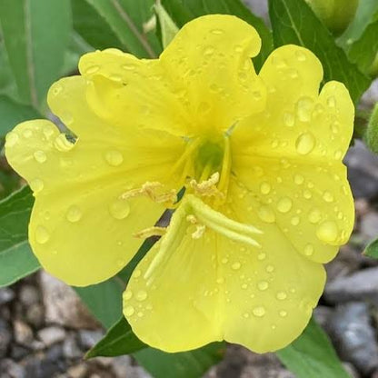 Yellow Black Primrose Flower Seeds for Planting