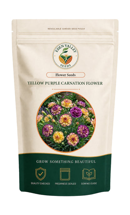 Yellow Purple Carnation flowers blooming in a garden