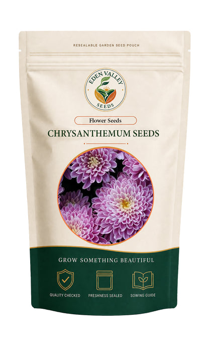 Yellow Purple Chrysanthemum Flower Seeds for Planting with yellow and purple blooms