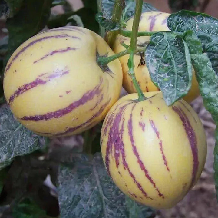 Pepino Pear Fruit Seeds for planting with mature yellow and purple-striped pepino fruit