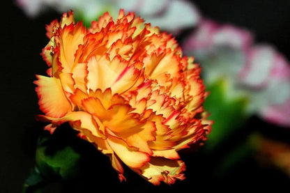 Yellow Red flower seeds