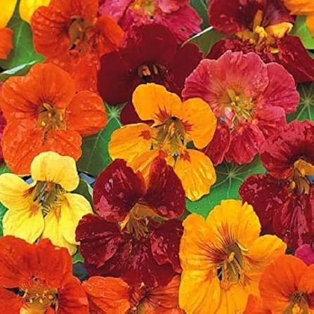 Yellow Red Nasturtium Flowers Growing in Garden