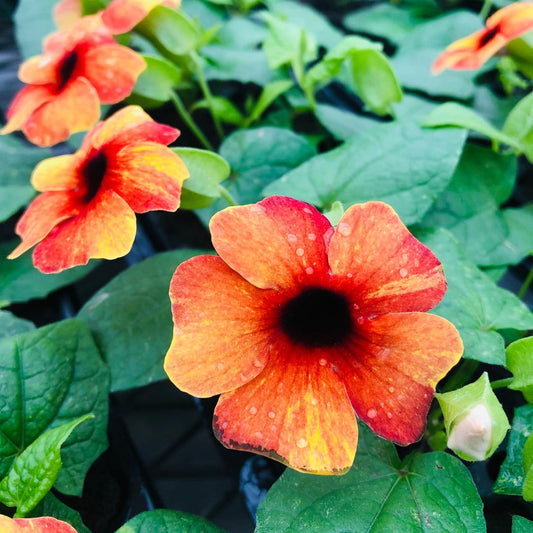 Yellow Red flower seeds