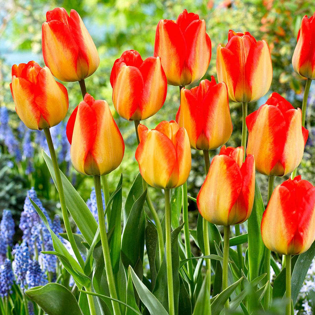 Yellow Red flower seeds