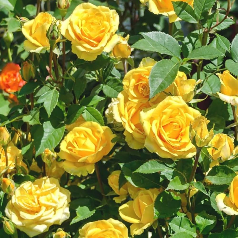 Deep Yellow Rose Flower Seeds for Planting with mature yellow rose blooms in a garden