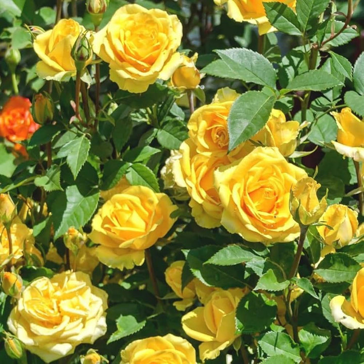 Deep Yellow Rose Flower Seeds for Planting with mature yellow rose blooms in a garden