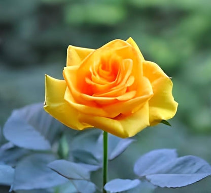 Yellow Rose flower seeds