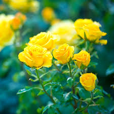 Yellow Rose Flowers in Ornamental Garden
