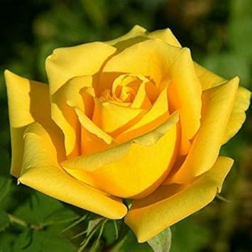 Yellow Rose flower seeds